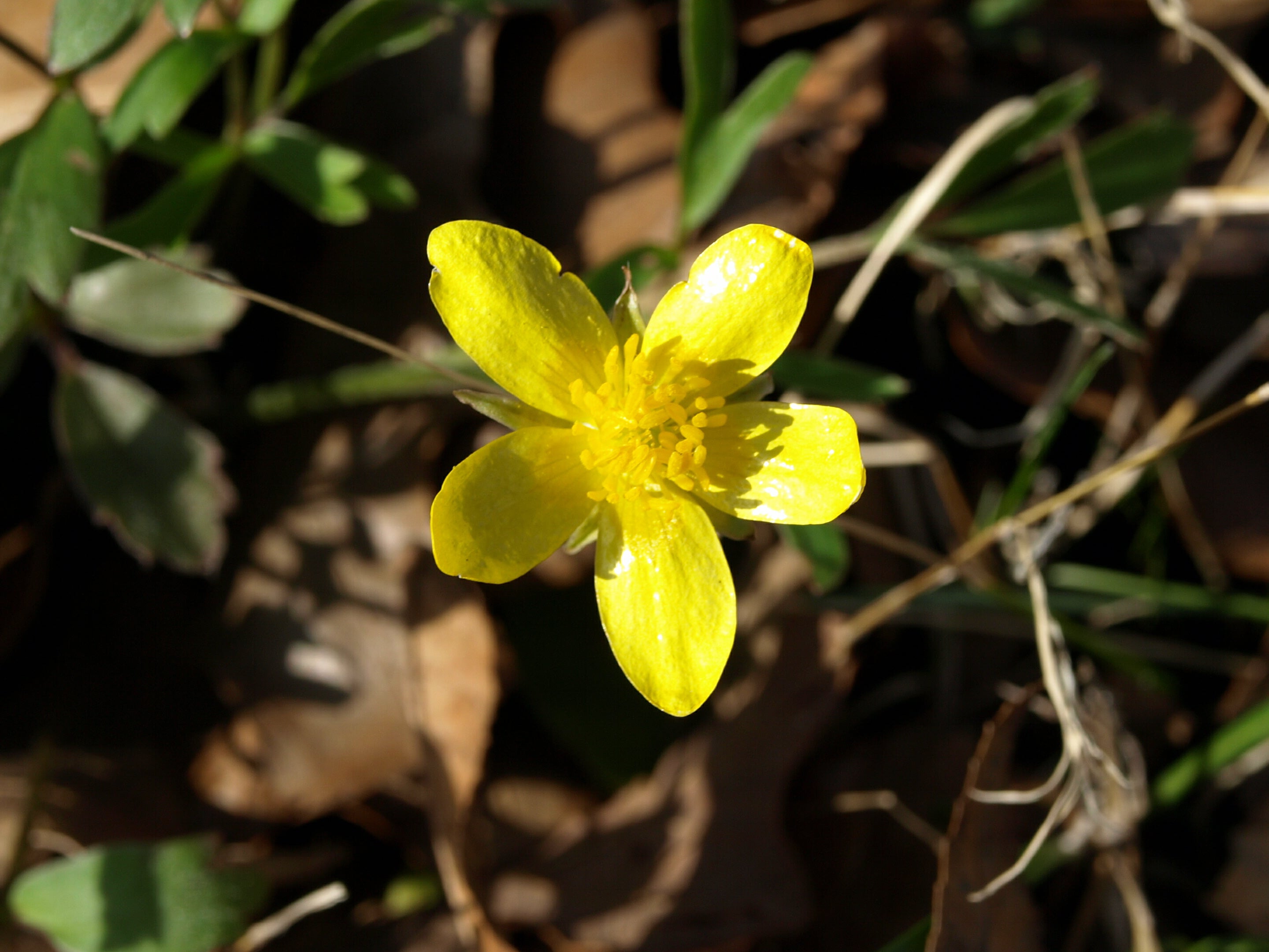 up close view of shiny, yellow flowers amidst green leaves and grasses] 